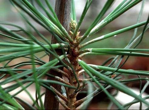 Filo Coniferophyta