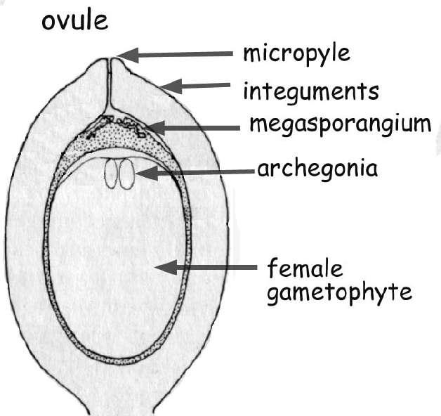 Alguns eventos que levaram a evolução do óvulo: - Retenção dos megásporos no interior do megasporângio; óvulo micrópila Integumentos Megasporângio 2n - Redução de megásporos (um único