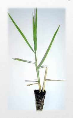Florico) Propaga-se de forma vegetativa, pois produz poucas sementes viáveis Utilização: fenação e pastejo 53 Cultivar Tifton 85
