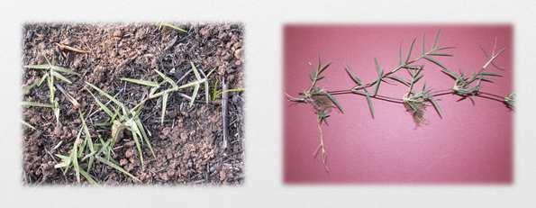 Propagação: Por mudas: pedaços de estolões, com ou sem rizoma Sementes são inviáveis Bem adaptados a solos de textura média Preferem solos bem drenados Responde bem a adubação Resistente a seca e a