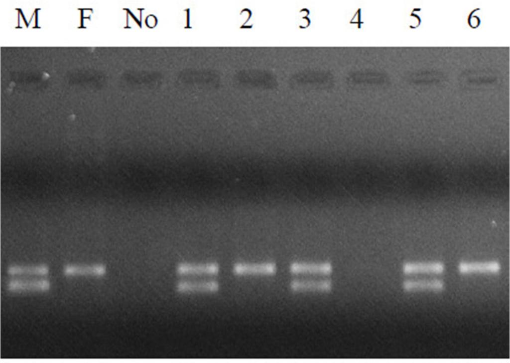 4ª Etapa: Visualização por eletroforese M = Controle positivo com DNA de macho bovino F = Controle positivo com DNA de fêmea