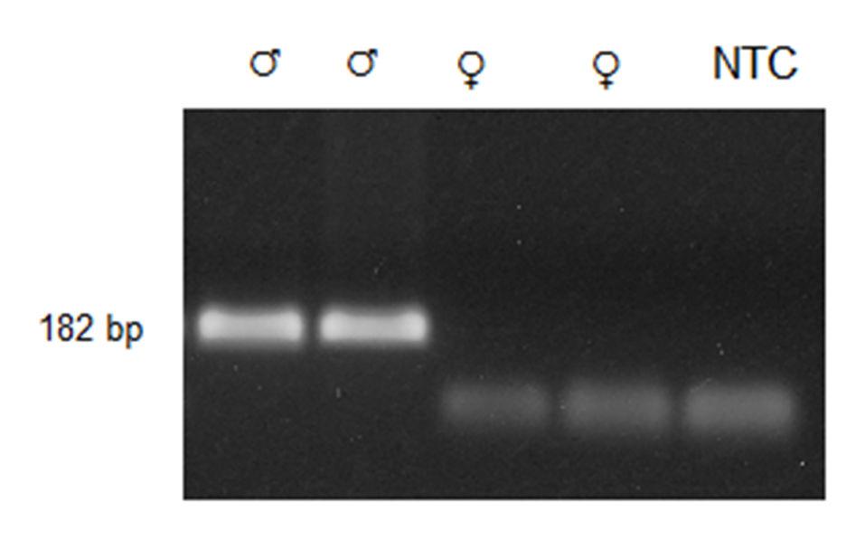 Equine ccffdna Resultados: