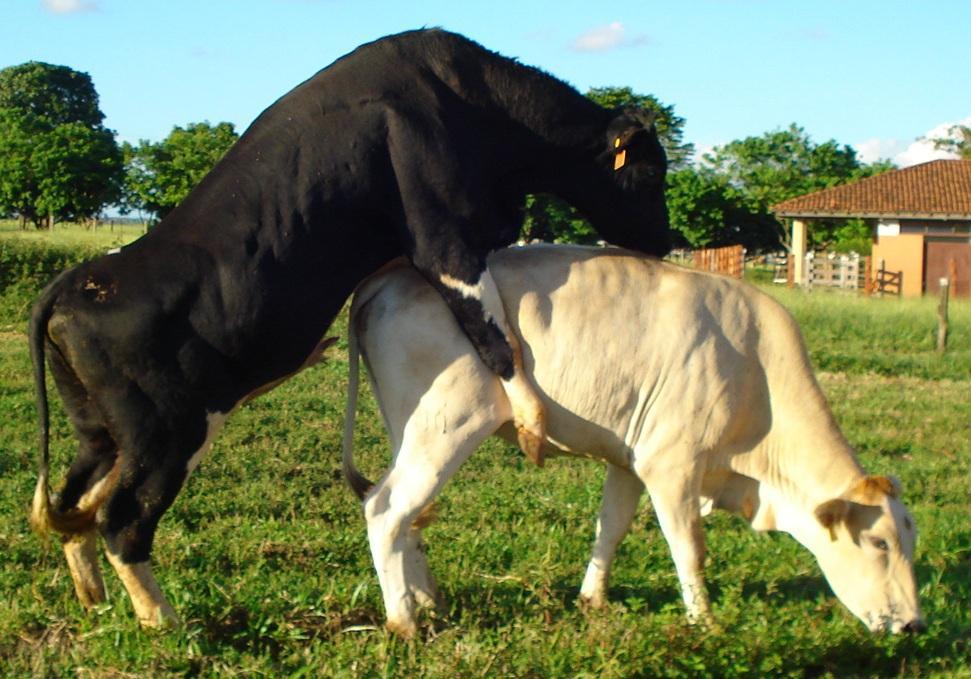 detecção de estro em vacas mestiças a pasto