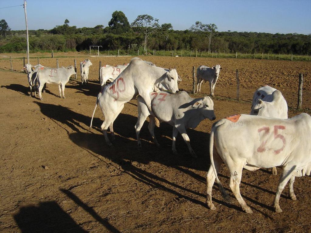 baixa ou alta ingestão