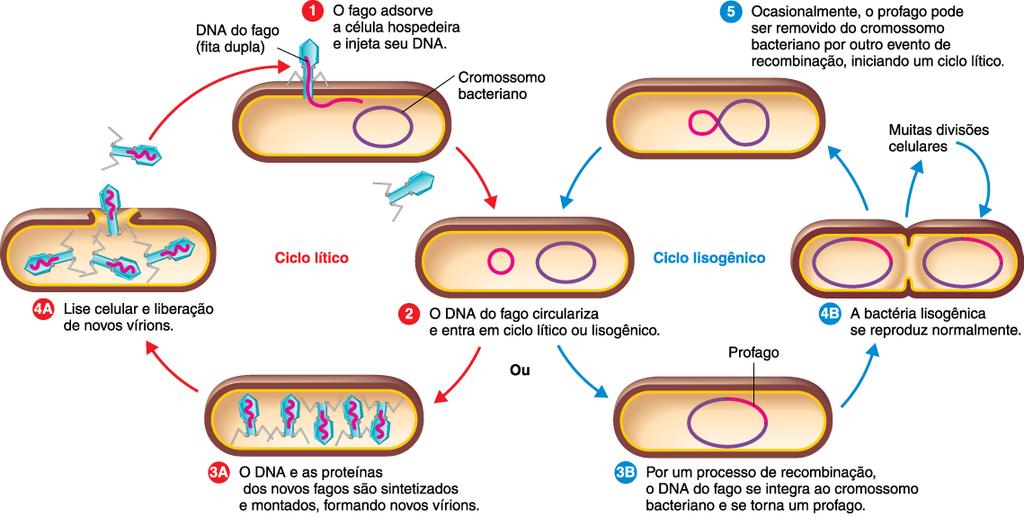 Ciclo