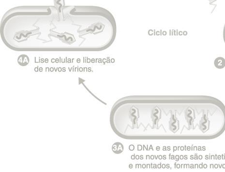 bacteriófago l