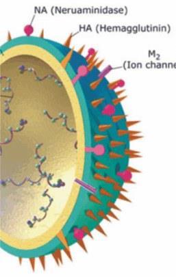 Influenza A Os subtipos diferem por certas proteínas na superfície do vírus: Hemaglutinina (HA) e neuraminidase (NA).