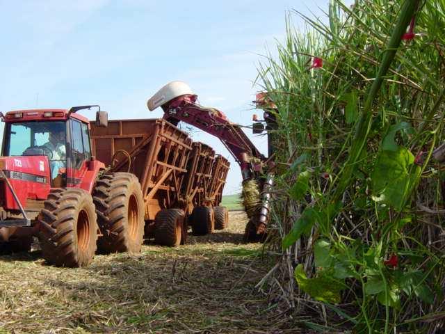 DANOS NA COLHEITA MECANIZADA : CORDA-DE-VIOLA Rendimento da colhedora velocidade de