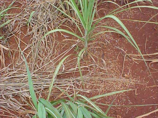 Digitaria insularis Capim-camalote -