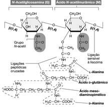 síntese de proteínas; Alteração da membrana citoplasmática; Inibidores da síntese dos ácidos nucléicos