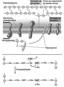 Inibidores da Síntese de Parede Celular Inibidores da Síntese de Parede Celular Transpeptidases/ Carboxipeptidases/Endopeptidases Principais Antimicrobianos: Proteínas de ligação à penicilina (PBPs)