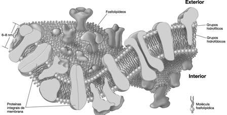 Inibição da Síntese de Proteínas Inibidores da subunidade 30S Membrana citoplasmática Aminoglicosídeos (dependente de O 2 ) Estreptomicina,