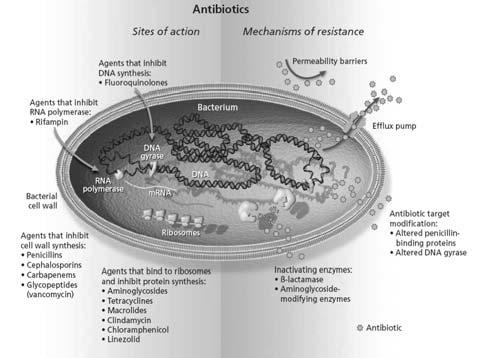 Resistência adquirida Tipos de resistência Surge quando cepas resistentes emergem de populações bacterianas