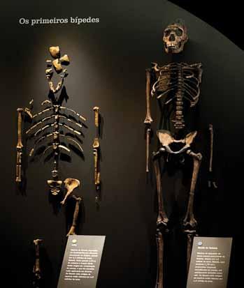foi atribuída a Lucy, como é chamado o esqueleto parcial de uma fêmea de Australopithecus afarensis de 3,2 milhões de anos, provavelmente o fóssil de hominídeo mais famoso de que se tem notícia.