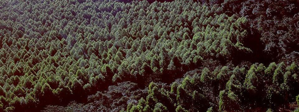 Giga tonelada de CO2 LULUCF BR: - 6% no total de emissões florestas plantados - BR 200