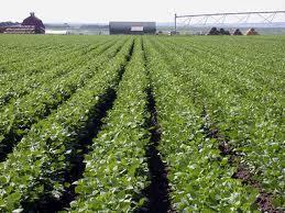 Crescimento da agricultura Vertical Produtividade - 70% Boas práticas sustentáveis Horizontal Área - 20% Sahara da África América Latina 120 milhões de hectares Poupar