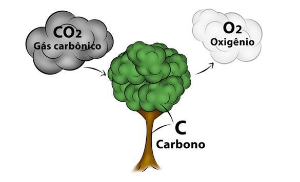 INTRODUÇÃO A capacidade de seqüestrar carbono varia de acordo com as condições locais e no tempo.