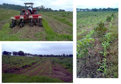 implementos agrícolas 3,5 m (T 2, 3 e 4) -para facilitar tráfego implementos agrícolas Entre as plantas: na linha de 2 m