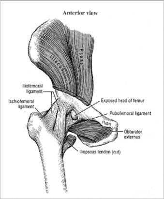 Estruturas da articulação do quadril CÁPSULA ARTICULAR Mais reforçada anteriormente LÁBIO ACETABULAR Anel fibrocartilaginoso Função: aumentar congruência articular Formato triangular Insere-se na