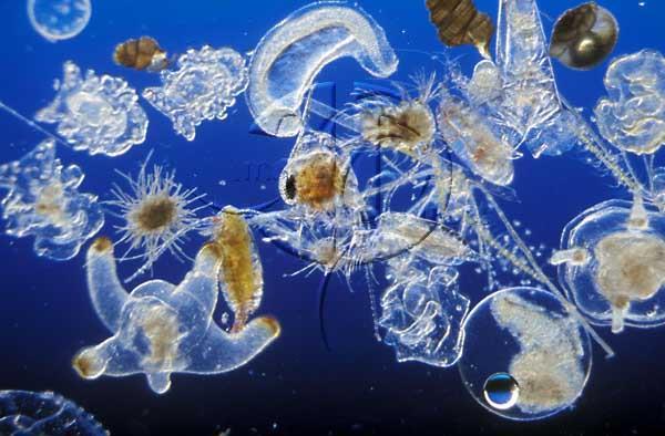 Ciclo do Oxigênio O principal fornecedor de oxigênio do planeta é o fitoplâncton (algas microscópicas e cianobactérias).