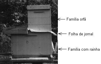 CAPÍTULO V 5.1 - QUANDO SOBREPOR AS MELGUEIRAS É importante que o apicultor compreenda que uma família numerosa produz muito mais que duas famílias fracas.