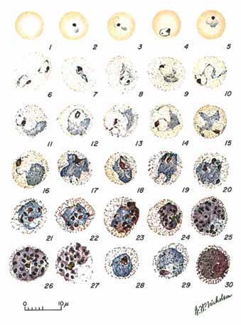 Manual de Diagnóstico Laboratorial da Malária FIGURA 6 PLASMODIUM