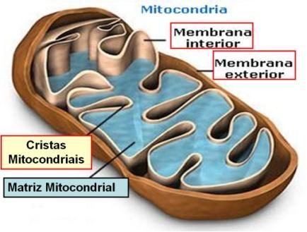 A respiração aeróbia começa no citosol e, nos eucariontes, termina no interior da mitocôndria.