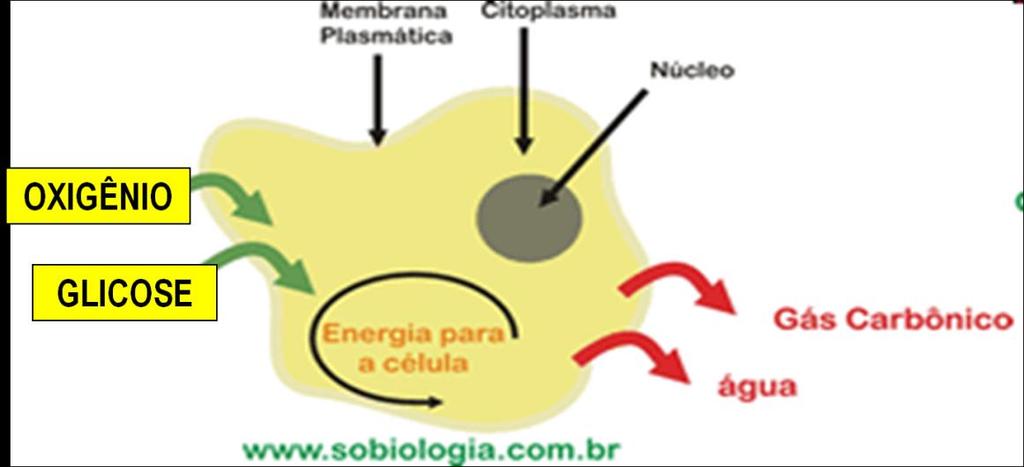 A principal molécula utilizada pelas células como fonte de energia é a glicose.