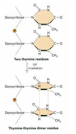 MÉTODOS FÍSICOS DE CONTROLE DE MICRO-ORGANISMOS 22 RADIAÇÃO ULTRA-VIOLETA Mecanismo de Ação: Formação de Dímeros de Timina Principais Aplicações: