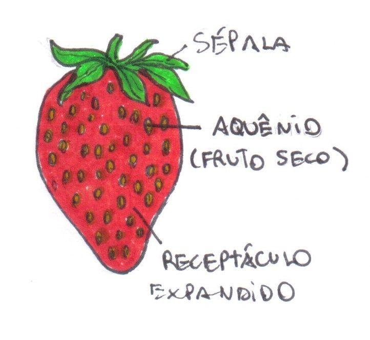 Os frutos compostos são provenientes do desenvolvimento do receptáculo de uma flor que contém muitos ovários, como o morango, por exemplo.