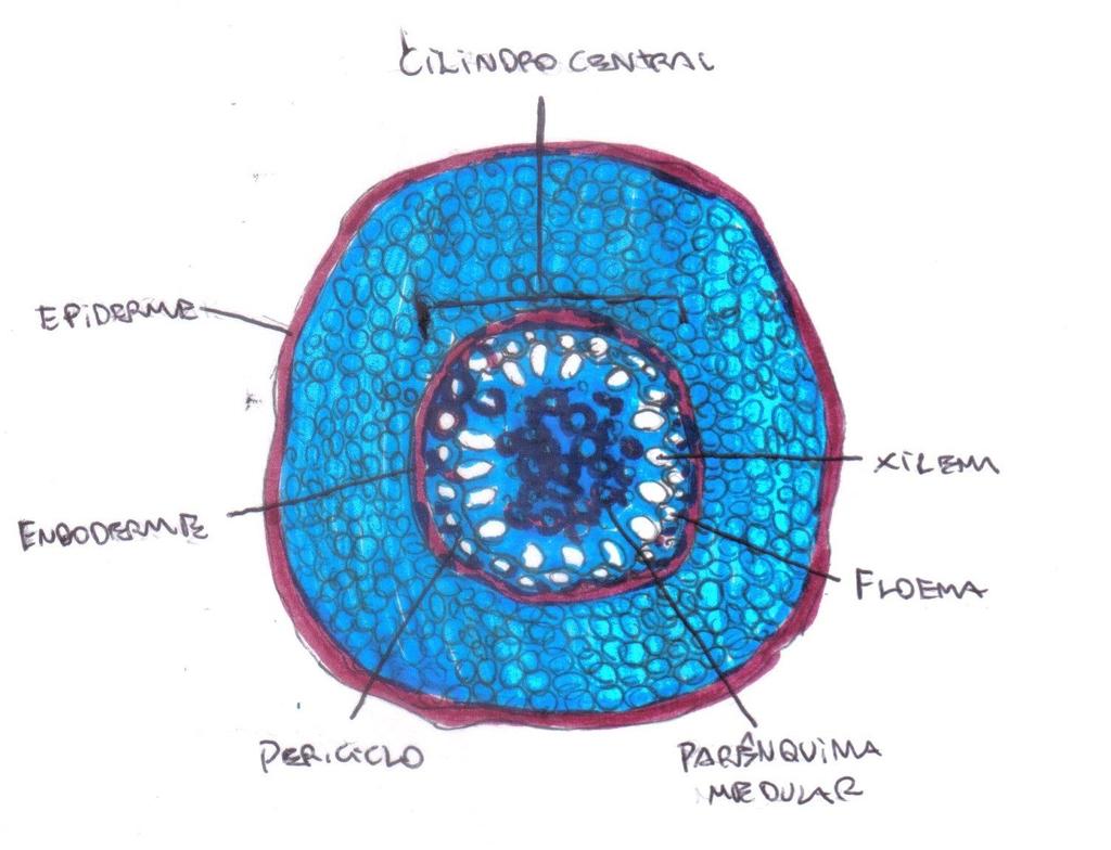 células que possuem uma faixa de suberina em suas paredes celulares (estria de Caspary).