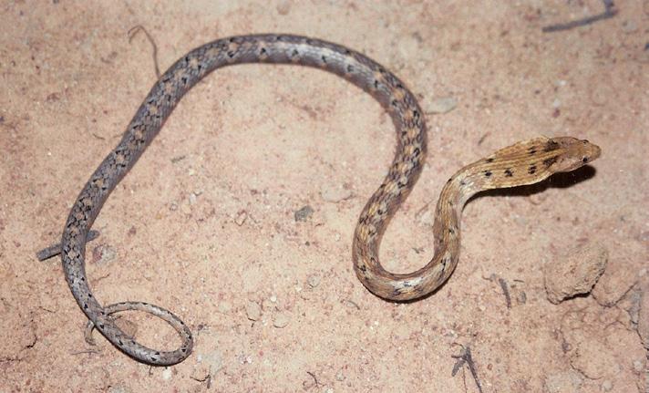 Snakes collected in Juazeiro,
