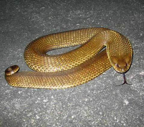 Snakes collected in Juazeiro,