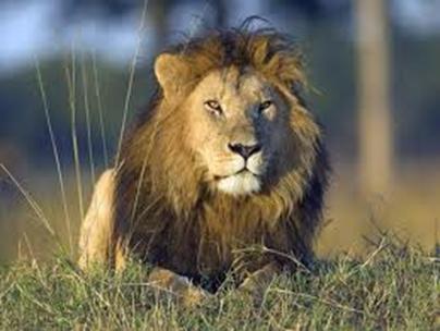 Curiosidades sobre o leão A cor dele varia entre a amarela claro e o marrom. Somente os machos tem juba. Os leões são carnívoros e caçadores.