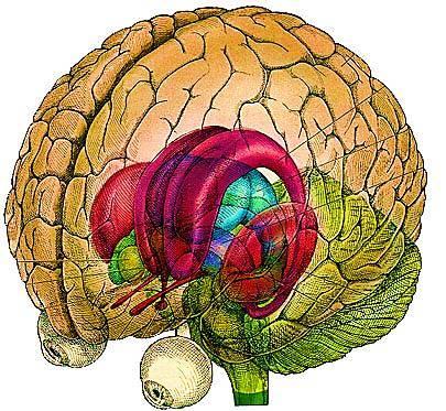 HEMISFÉRIOS CEREBRAIS ESQUERDO SUPERIOR ANALÍTICO Lógico Quantitativo Baseado em fatos ESQUERDO INFERIOR ORGANIZACIONAL Planejador