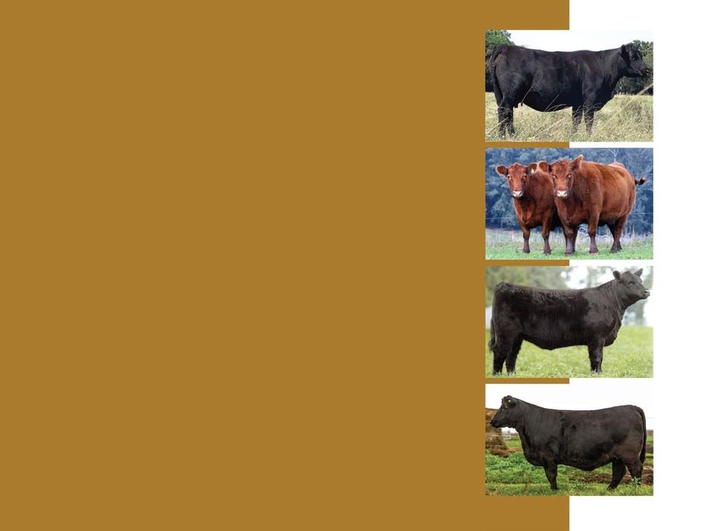 Doadoras Angus CAPANE GENÉTICA PRODUTIVA E ADAPTADA DOADORAS Para classificarmos uma vaca como doadora ela deve cumprir três (3) requisitos básicos: pedigree consistente, fenótipo destacado e