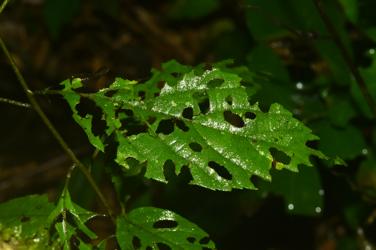 Assim, espera-se que plantas de interior sejam menos atacadas por herbívoros e/ou tenham menor diversidade de herbívoros do que plantas