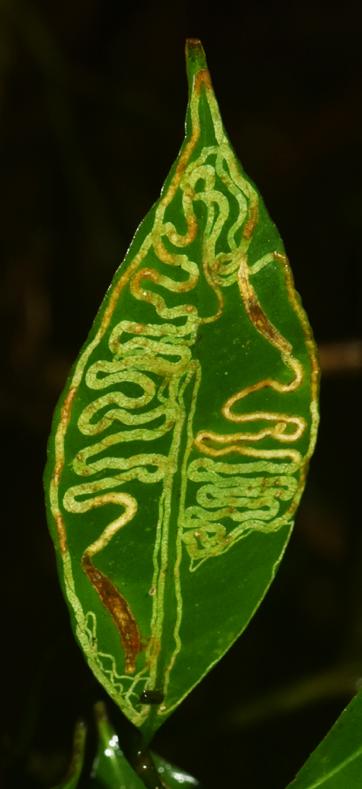 12. Há relação entre o tamanho da larva de insetos minadores e o tamanho das folhas minadas? Contexto: Insetos minadores alimentam-se de mesofilo, no interior das folhas.
