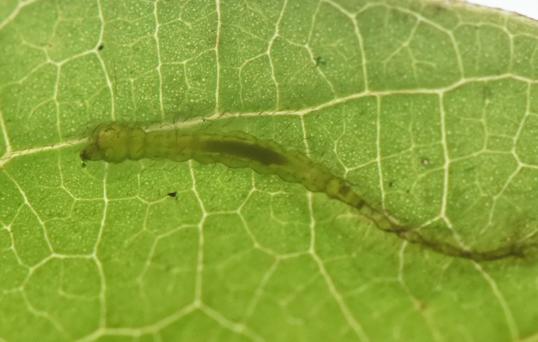 Questão de pesquisa: Folhas relativamente pequenas (com pequena área em relação ao tamanho da larva) podem não ser suficientes para o desenvolvimento de minadores.