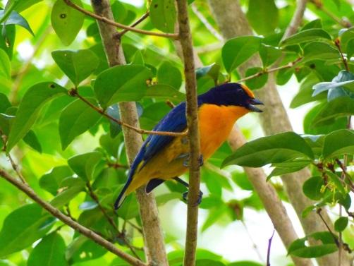 4. Padrões de vocalização em aves diurnas do Parque Estadual de Intervales, SP Contexto: A Mata Atlântica é caracterizada por ampla diversidade de aves, animais que