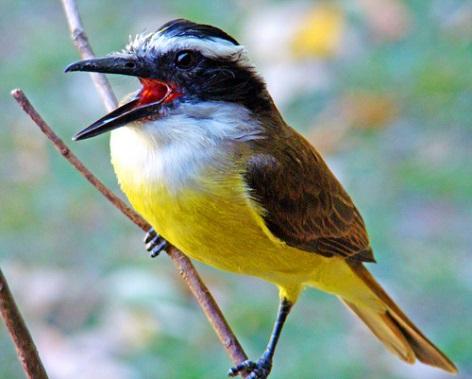 Abordagem: Comparação daquantidade e diversidade de vocalizações de aves ao longo de transeções, entre as 08h00 e as 16h00.