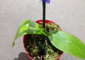 folhas no vaso e as folhas  OBS: Plantas que não se enquadrem no mínimo de folhas no vaso estabelecido