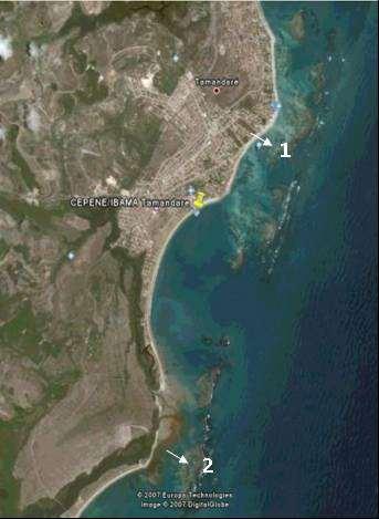 104 O material para o presente estudo foi coletado no município de Tamandaré, na Praia de Campas (ponto 1), e Tamandaré (ponto 2) (Fig.
