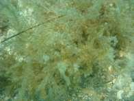 Nos recifes costeiros de Tamandaré, foi identificado um total de 103 espécies de macroalgas, onde 49 pertencem ao filo Rhodophyta, 34