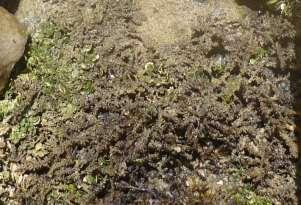 42 A B Figura 9. A - Aspecto geral de Palisada perforata no ambiente recifal. B Aspecto da alga no recife em associação com Halimeda opuntia. Foto: Thiago Reis.