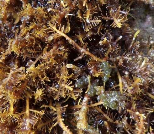 44 Figura 10. Aspecto geral de Gelidiella acerosa no ambiente recifal em associação com outras algas. Foto: Thiago Reis. Hypnea musciformis (Wulfen in Jacquin) J. V. Lamour.