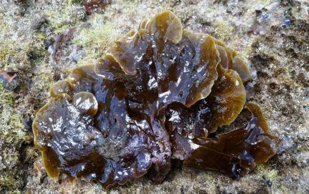 54 Hábitat: Encontrada crescendo no médiolitoral, epilítica, na região que fica sempre imersa durante a maré baia. Associada a Sargassum polyceratium, Dictyota mertensii, Caulerpa cupressoides var.
