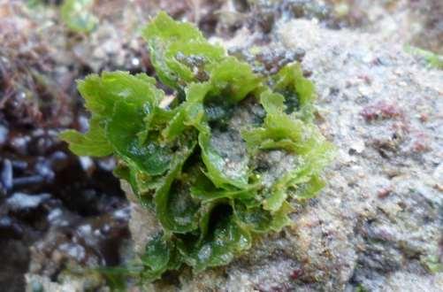 60 Chlorophyta Anadyomene stellata (Wulfen) C. Agardh Plantas de coloração verde-escuro, com talo lobado e faliáceo, medindo de 2,0 a 5,0 cm de altura.
