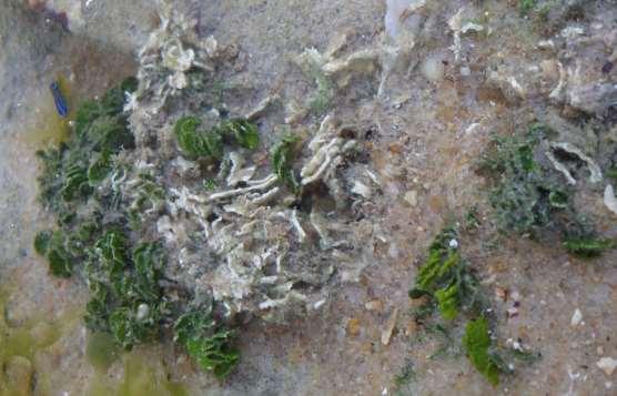 69 quanto na imersa durante a maré baia. Associada a Caulerpa racemosa, Gelidiella acerosa, Palisada perforata e epífitada por Hypnea musciformis.