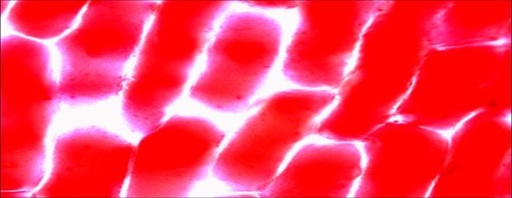 Imagem 3: Células de cebola roxa vistas ao microscópio óptico. Aumento de 40x e zoom da câmera fotográfica. Autoria da imagem: Aline Jaime Leal.